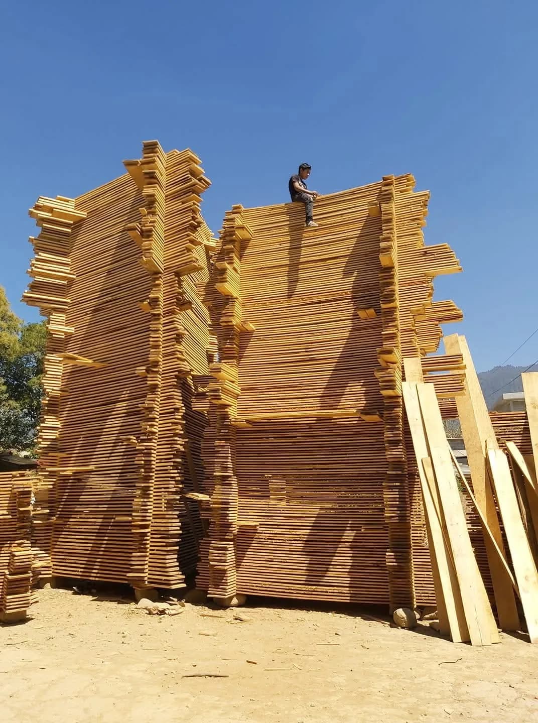 Madera de calidad secándose para fabricación de muebles